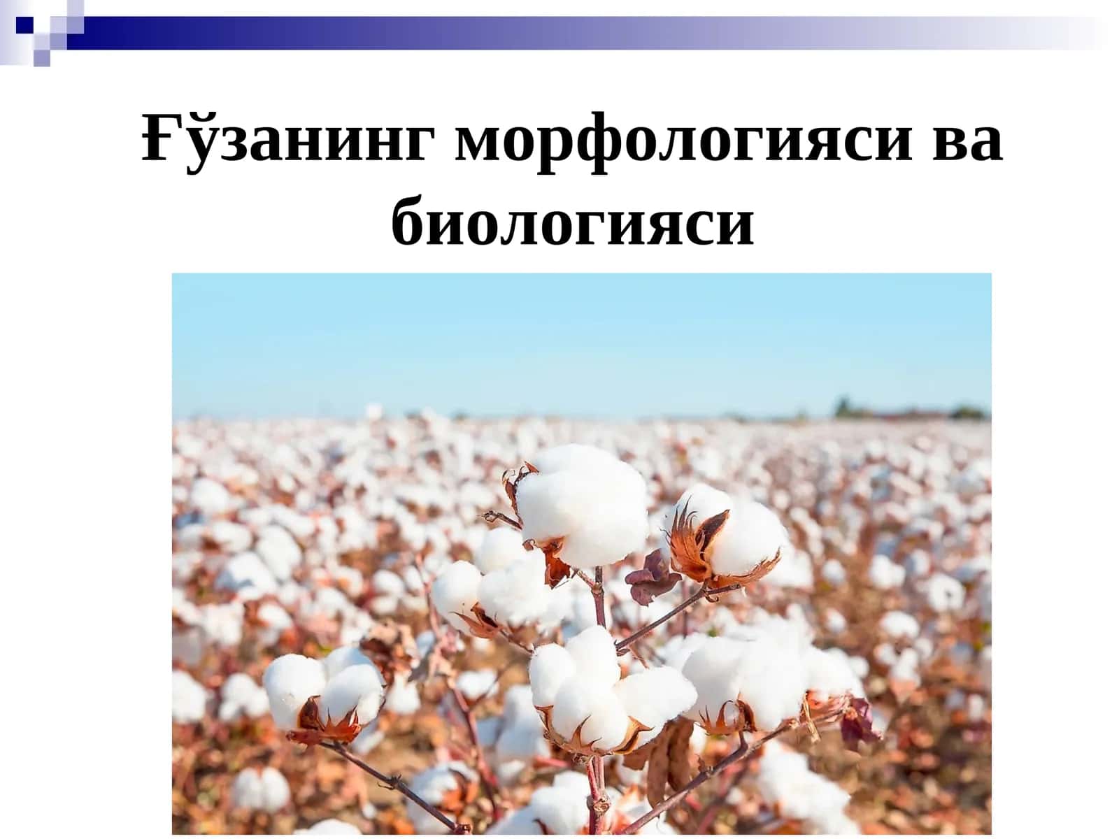 Ғўзанинг морфологияси ва биологияси
