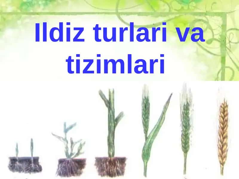 O’SIMLIKLARNING ORGANLARI