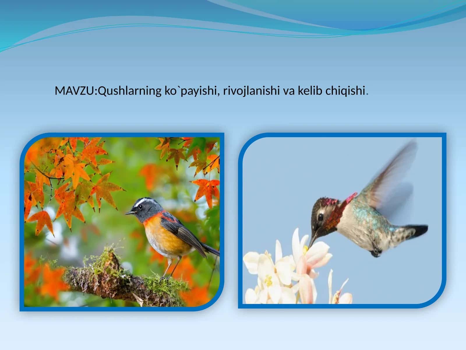 Qushlarning ko`payishi, rivojlanishi va kelibchiqishi