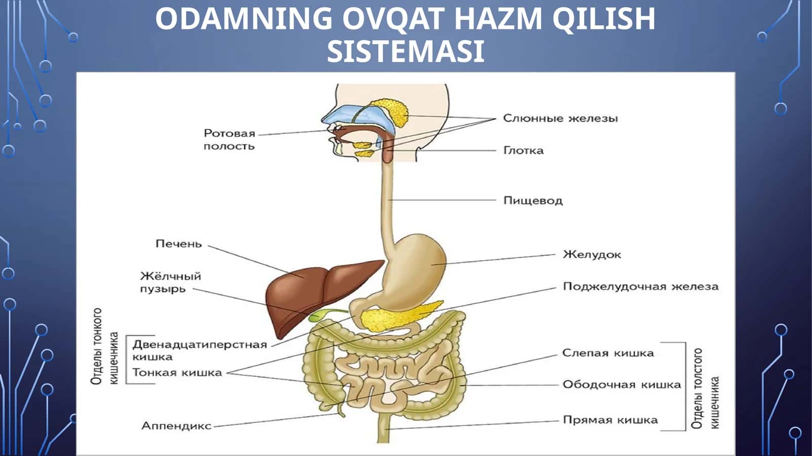 ODAMNING OVQAT HAZMQILISH SISTEMASI