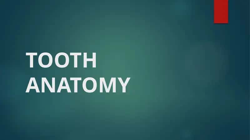 TOOTH ANATOMY