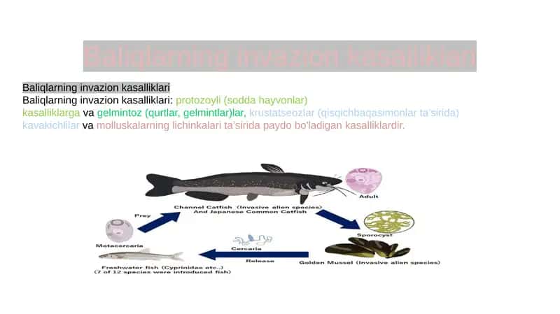 Baliqlarning invazion kasalliklari
