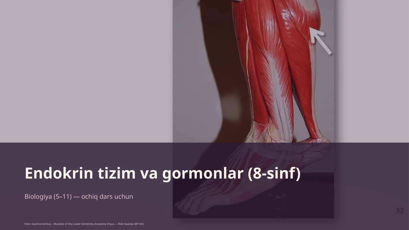 Endokrin tizim va gormonlar (8-sinf)