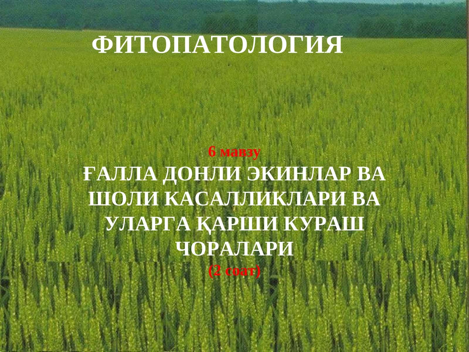 ҒАЛЛА ДОНЛИ ЭКИНЛАРВА ШОЛИ КАСАЛЛИКЛАРИ ВА УЛАРГА ҚАРШИ КУРАШ ЧОРАЛАРИ