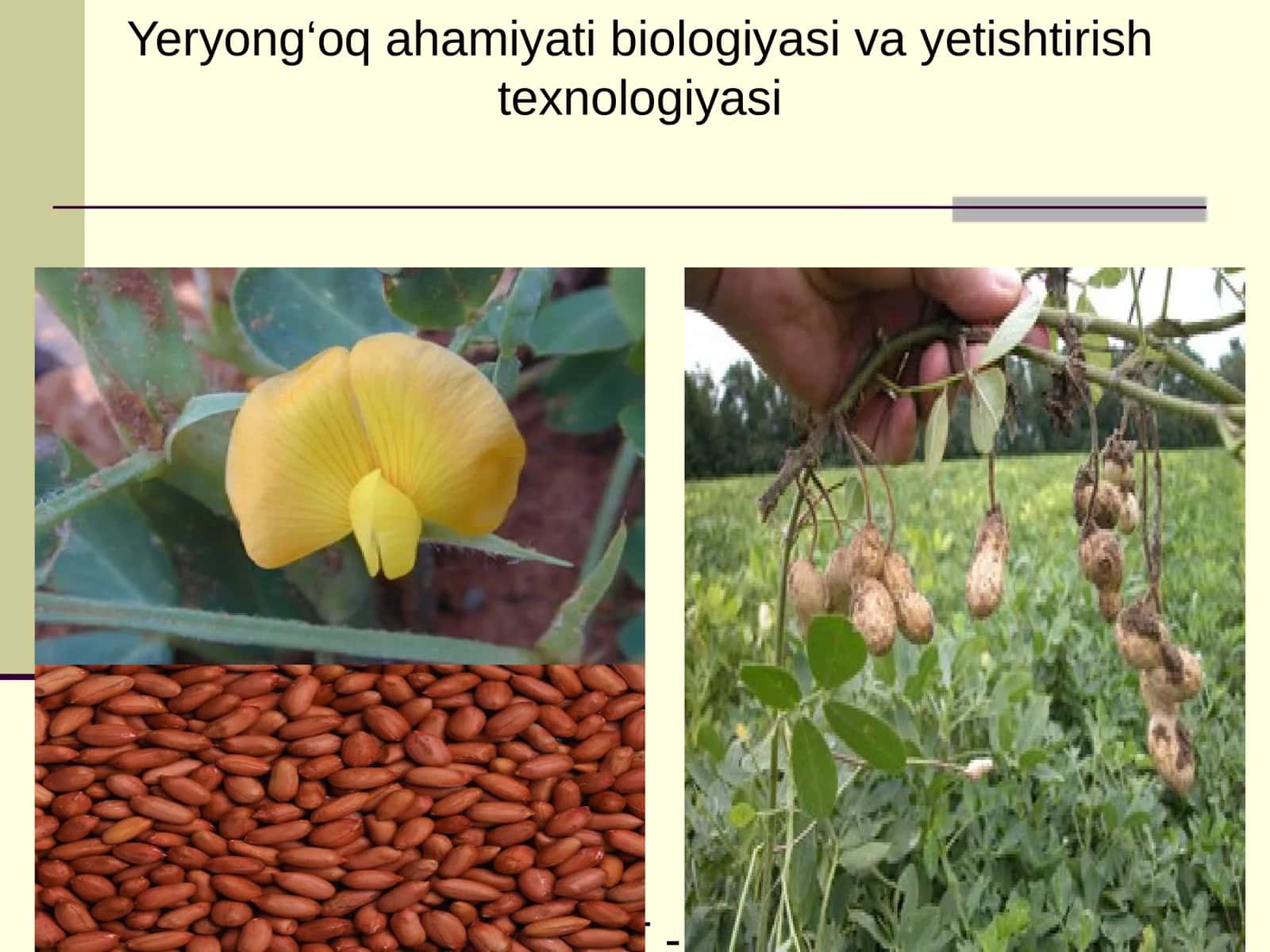 Yeryong‘oq ahamiyati biologiyasi va yetishtirish texnologiyasi