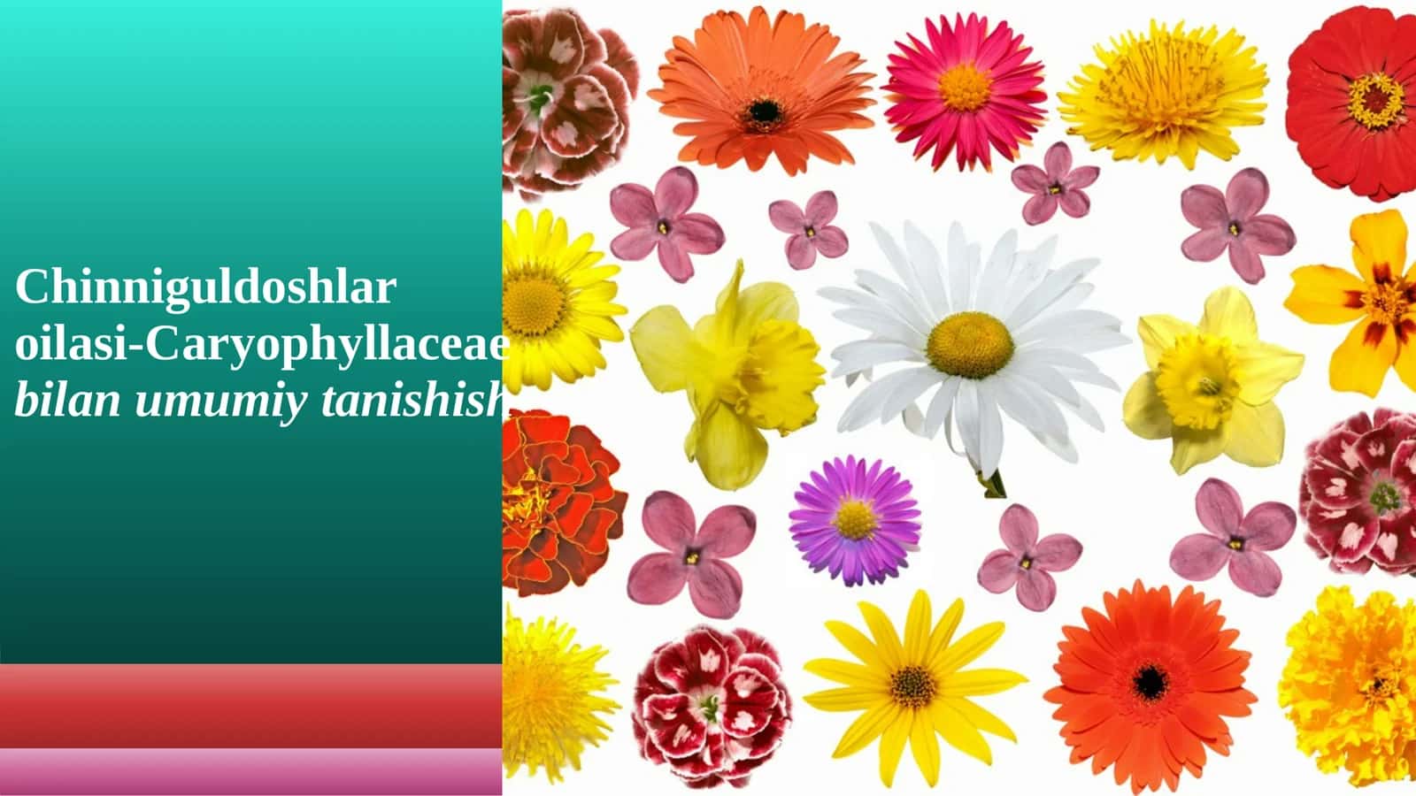 Chinniguldoshlar oilasi-Caryophyllaceae bilan umumiy tanishish