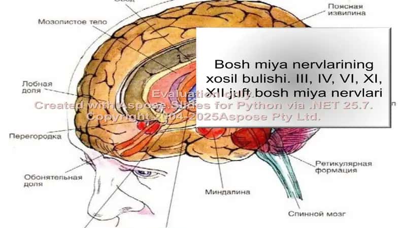 Bosh miya nervlarining xosil bulishi. III, IV, VI, XI, XII juft bosh miya nervlari