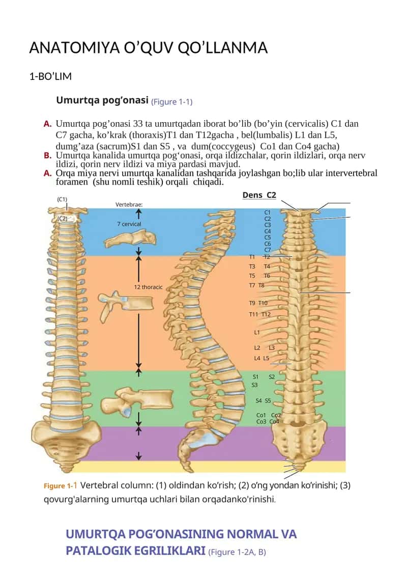 Umurtqa pog'onasi. ANATOMIYA O’QUV QO’LLANMA