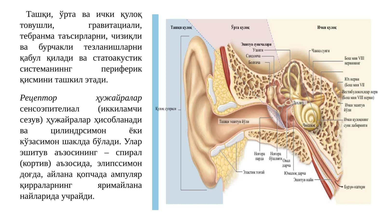 Ташқи, ўрта ва ички қулоқ