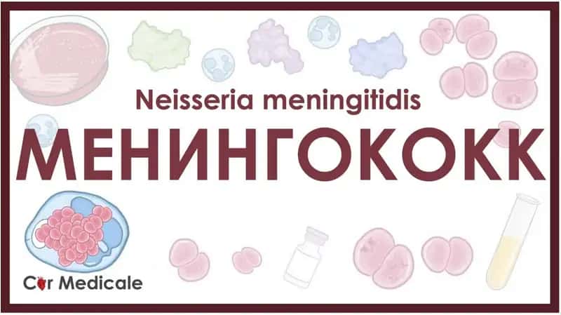 Neisseria meningitidis