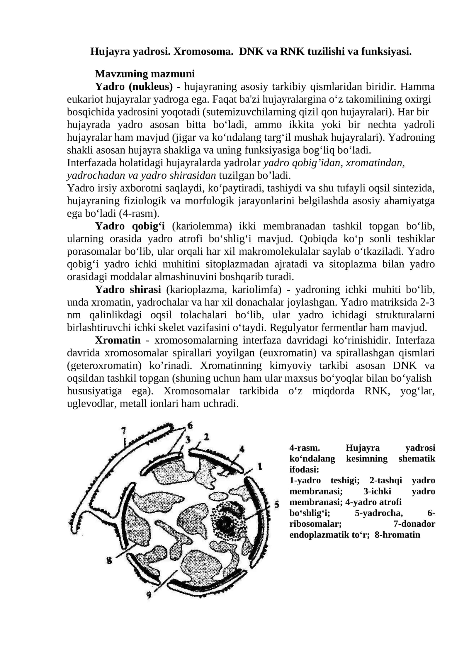 Hujayra yadrosi. Xromosoma. DNK va RNK tuzilishi va funksiyasi