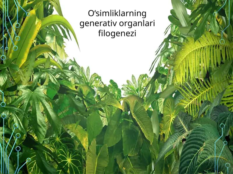 O‘simliklarning generativ organlari filogenezi