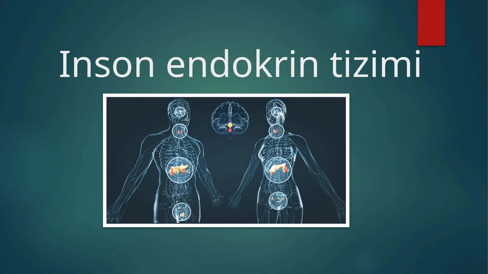 Inson endokrin tizimi