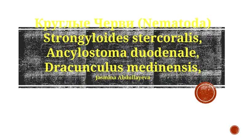 Круглые Черви (Nematoda) Strongyloides stercoralis