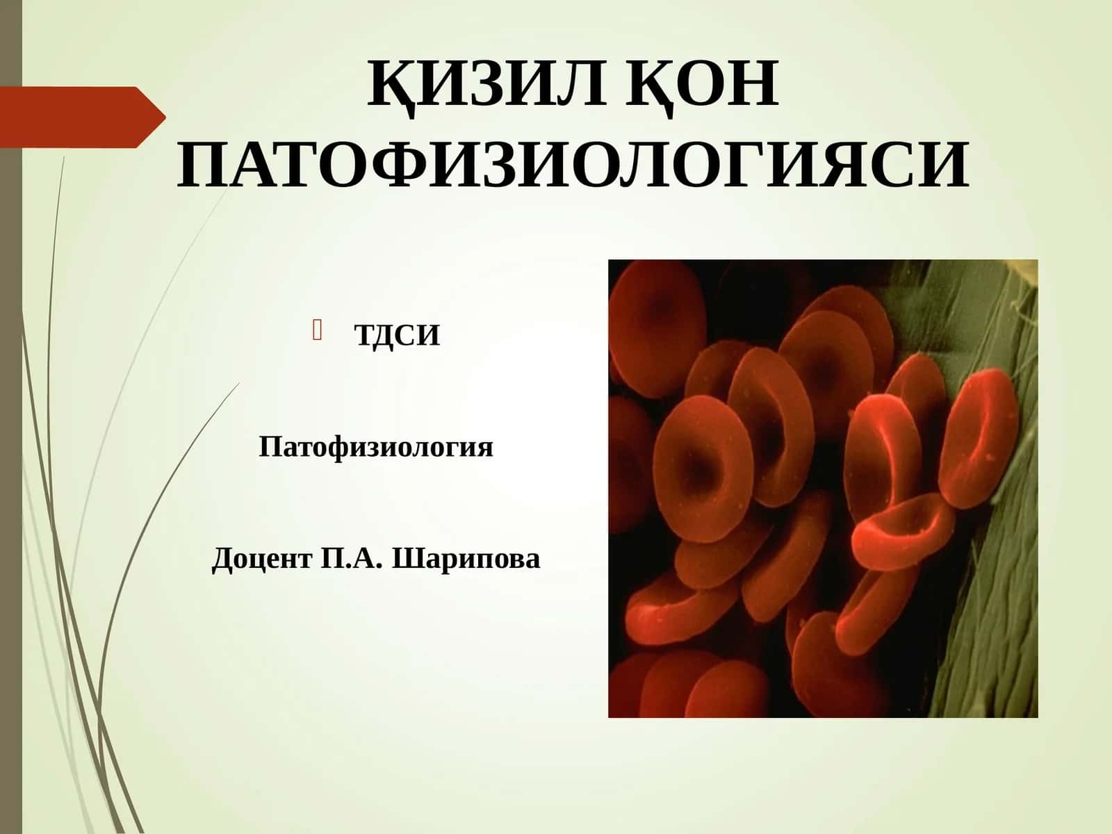 ҚИЗИЛ ҚОНПАТОФИЗИОЛОГИЯСИ