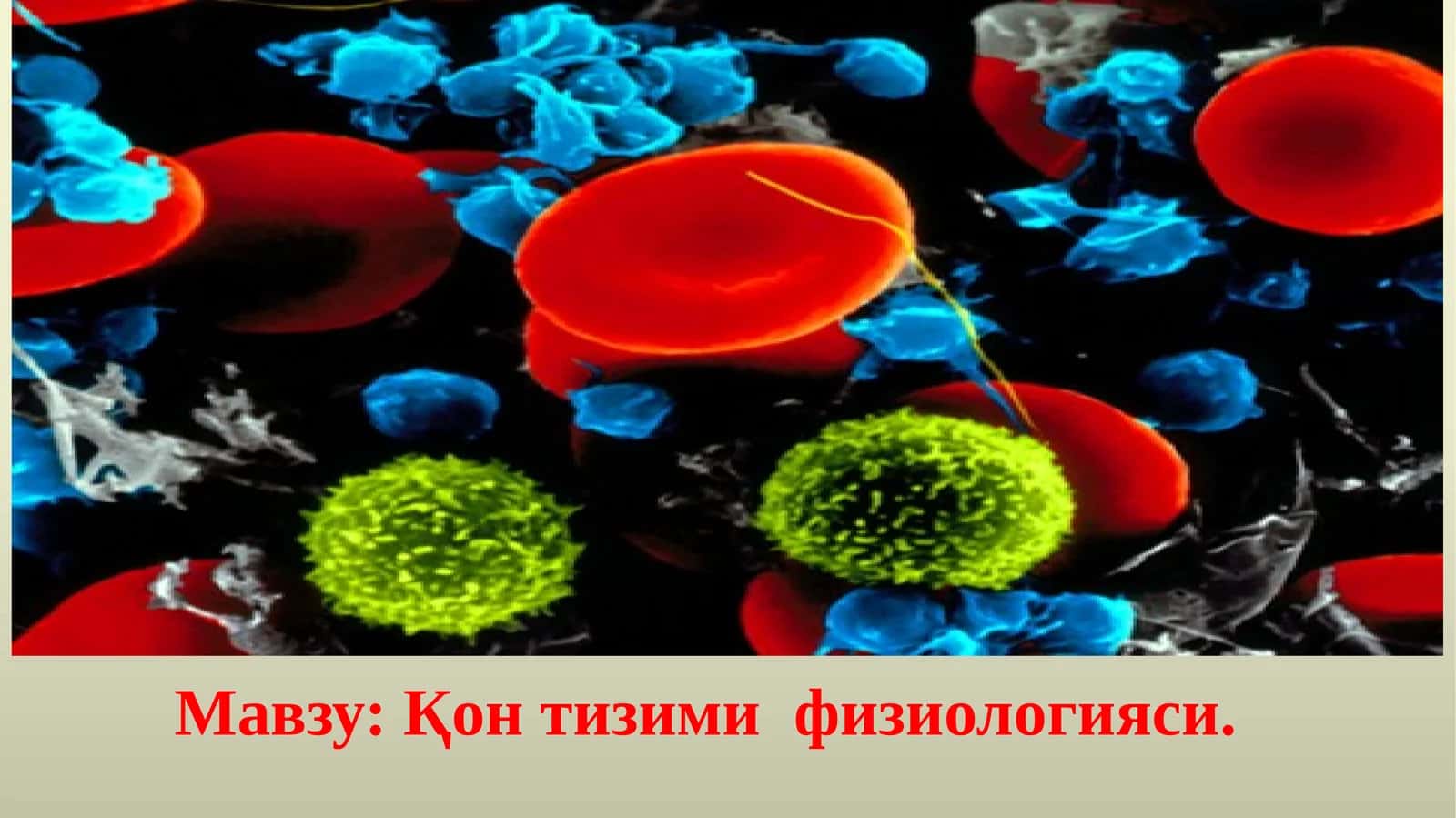 Қонтизимифизиологияси