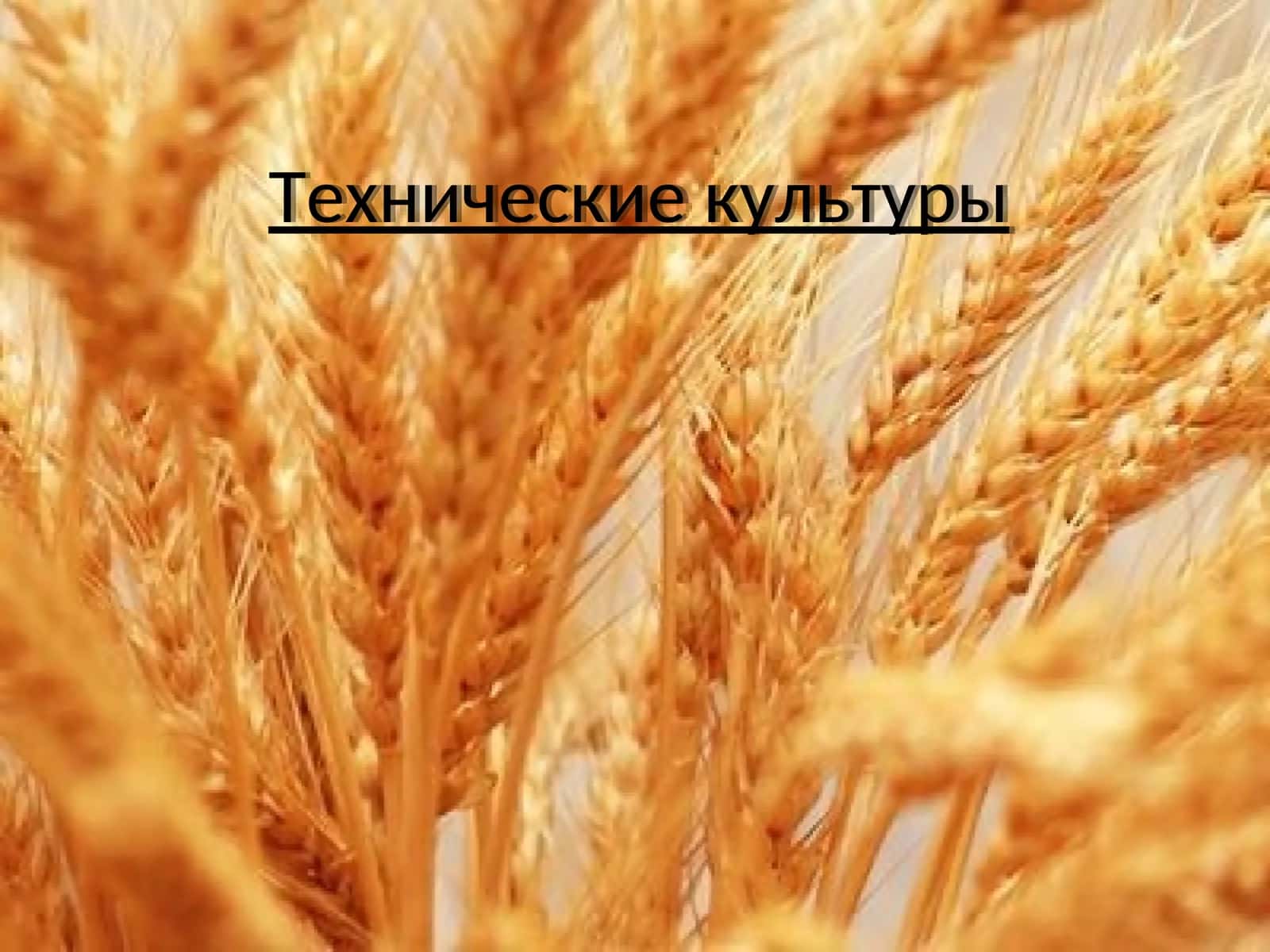 Технические культуры