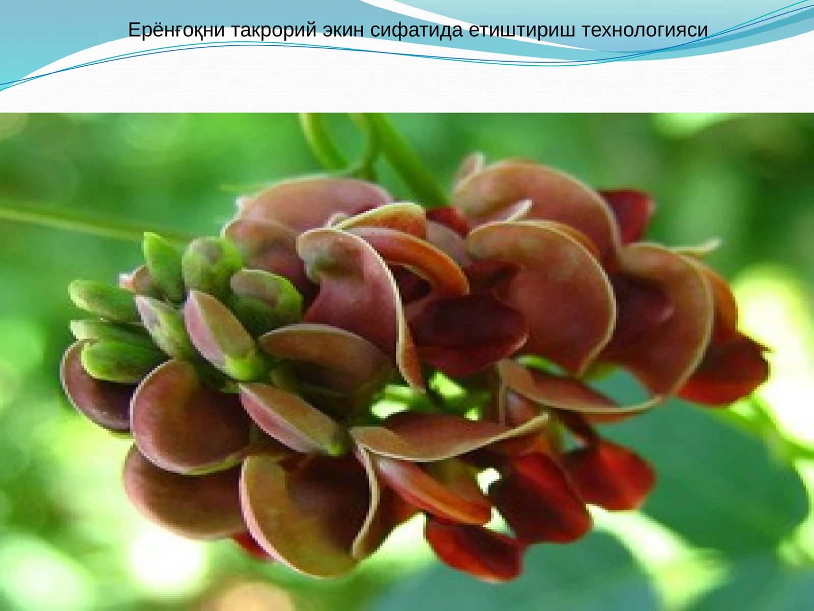 Ерёнғоқни такрорий экин сифатида етиштириш технологияси