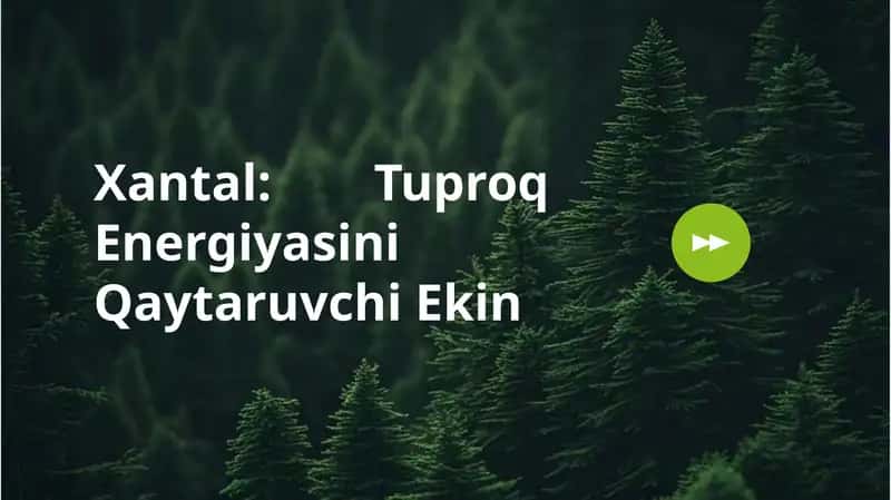 Xantalni siderat ekin sifatida yetishtirish