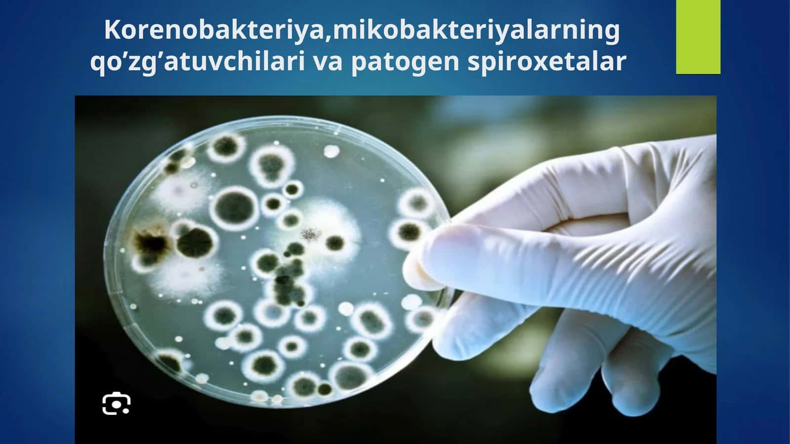 Korenobakteriya,mikobakteriyalarning qo’zg’atuvchilari va patogen spiroxetalar