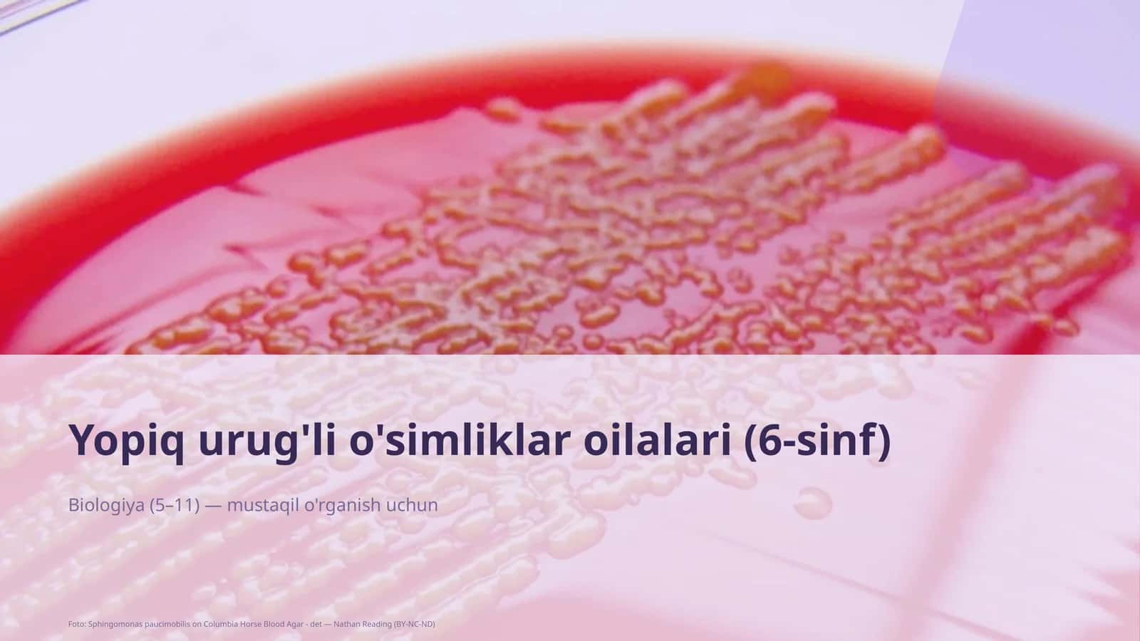 Yopiq urug'li o'simliklar oilalari (6-sinf)