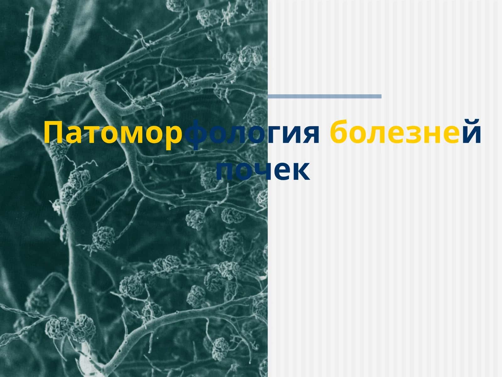 Патоморфология болезней почек