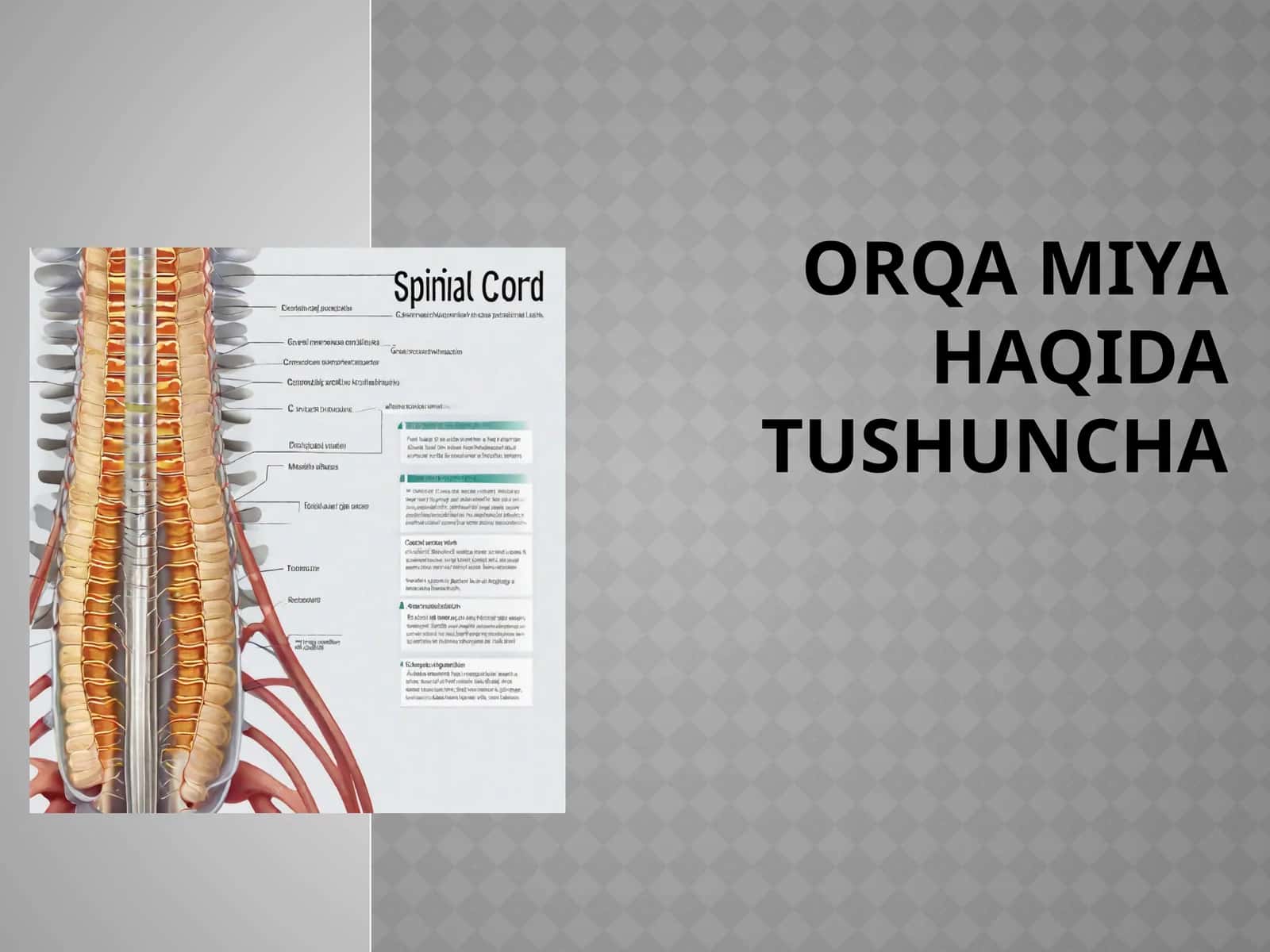 Orqamiya nerv to'qimalari va tayanch hujayralar
