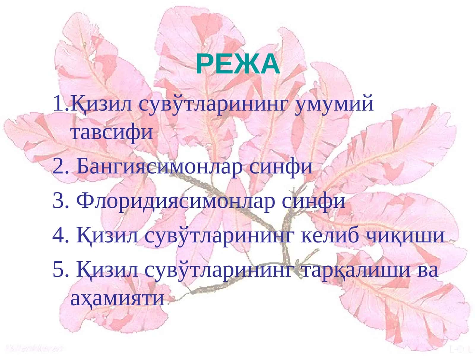 Қизил сувўтларининг умумий тавсифи