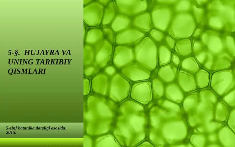 HUJAYRA VA UNING TARKIBIY QISMLARI