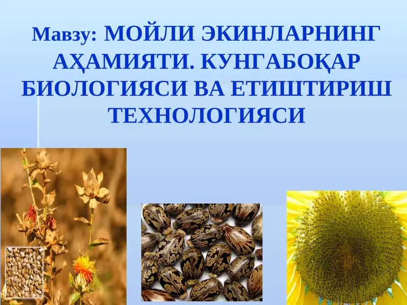 Мойли Экинларнинг Аҳамияти. Кунгабоқар Биологияси ва Етиштириш Технологияси