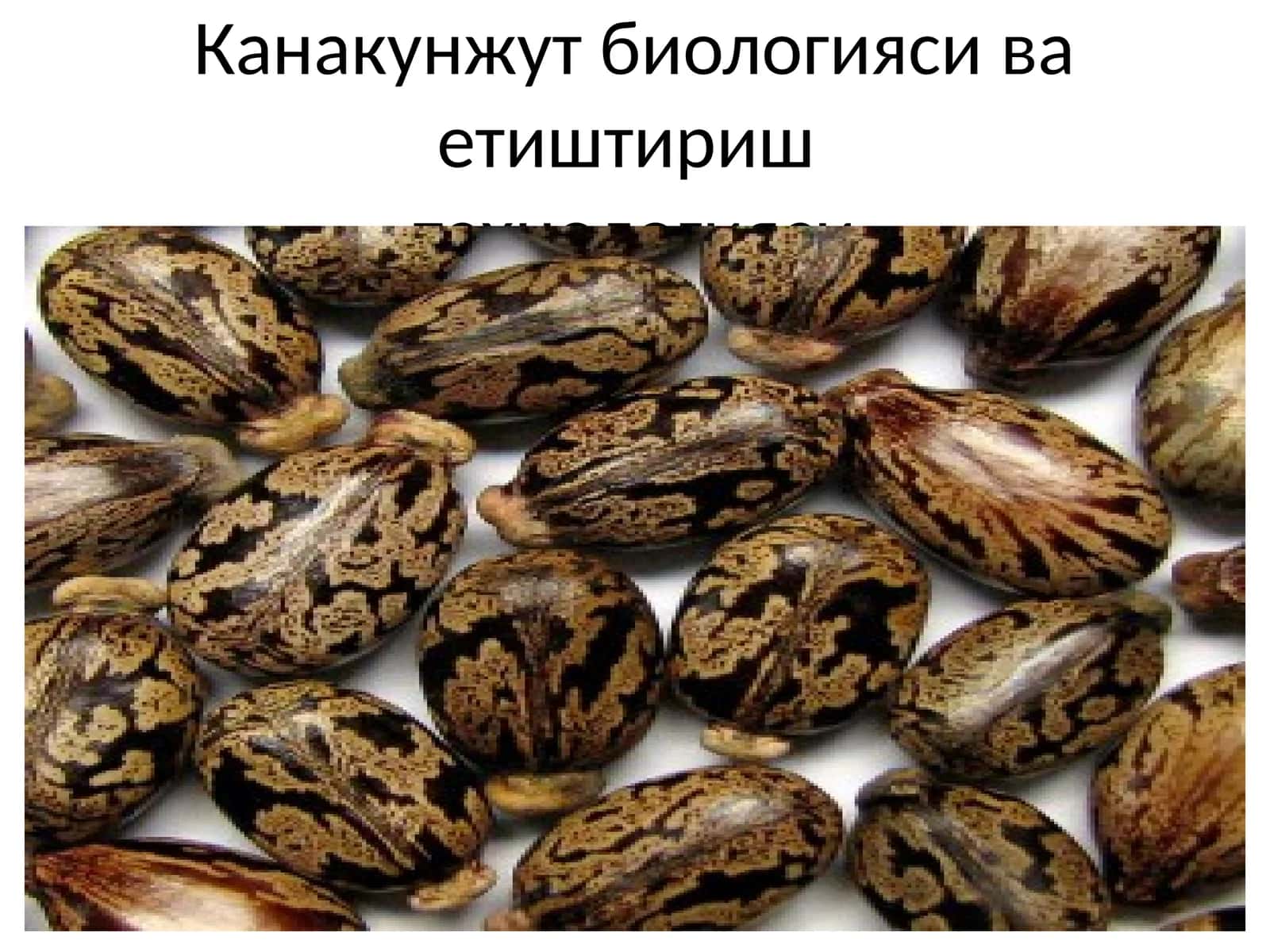 Канакунжут биологияси ва етиштириштехнологияси