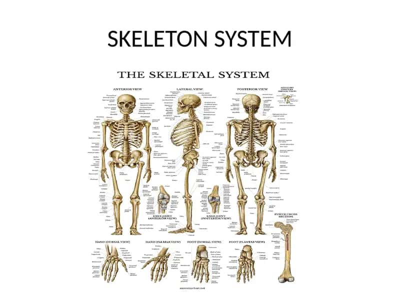 Skeleton System