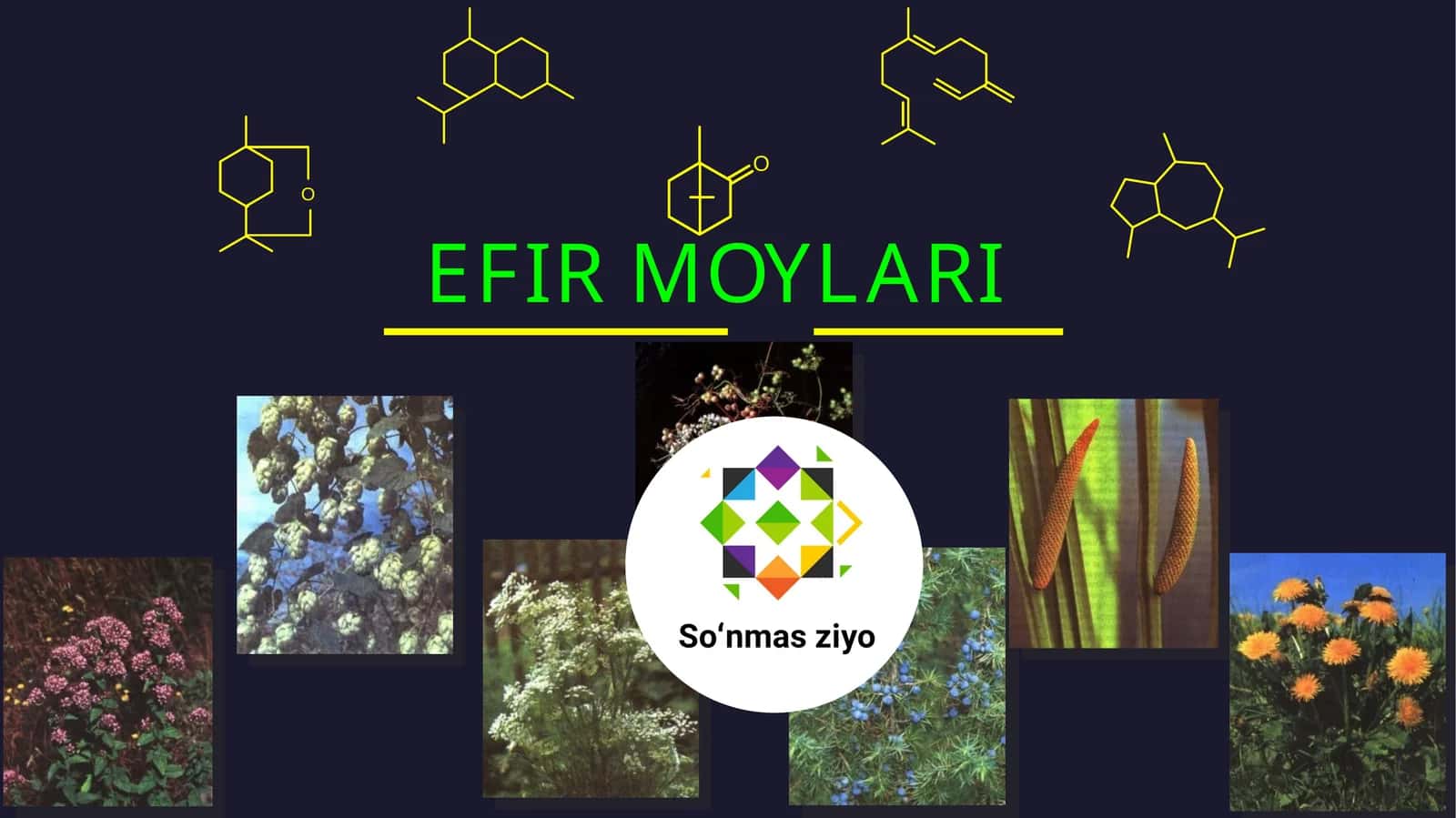 EFIR MOYLARI
