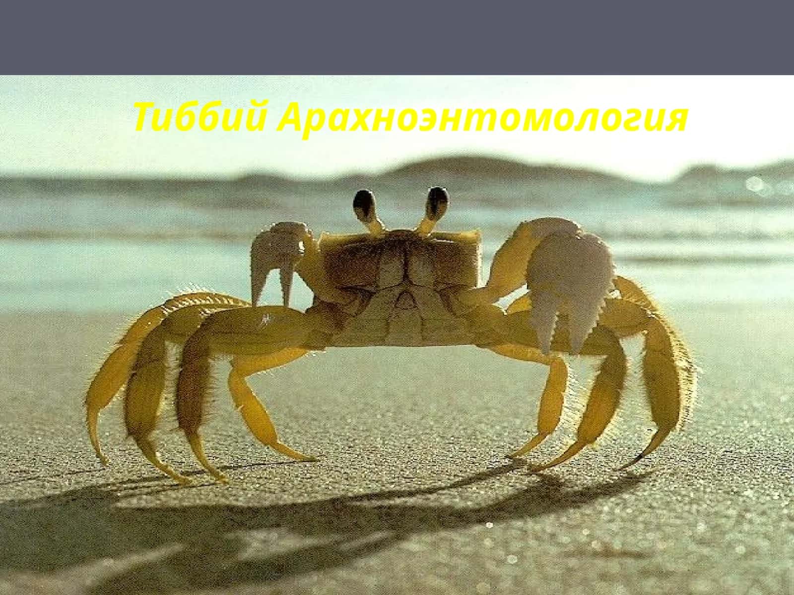 Тиббий Арахноэнтомология