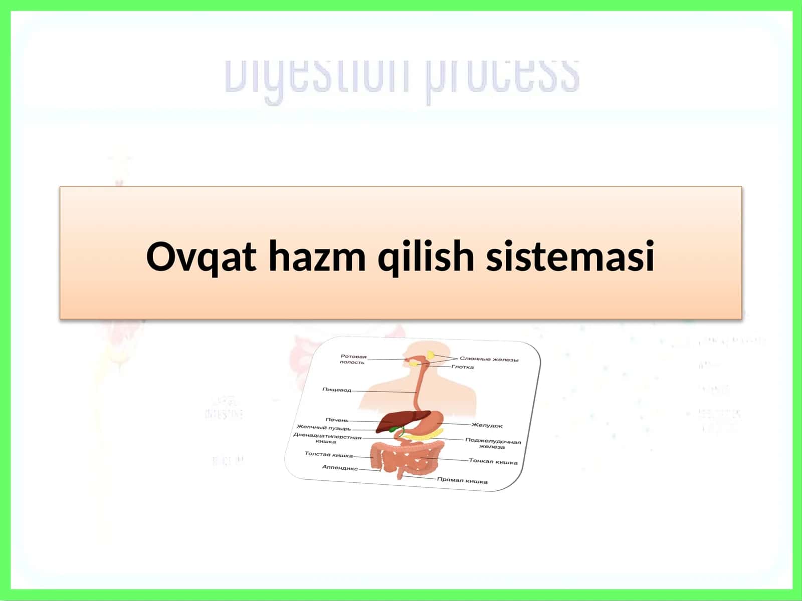 Ovqat hazm qilish sistemasi