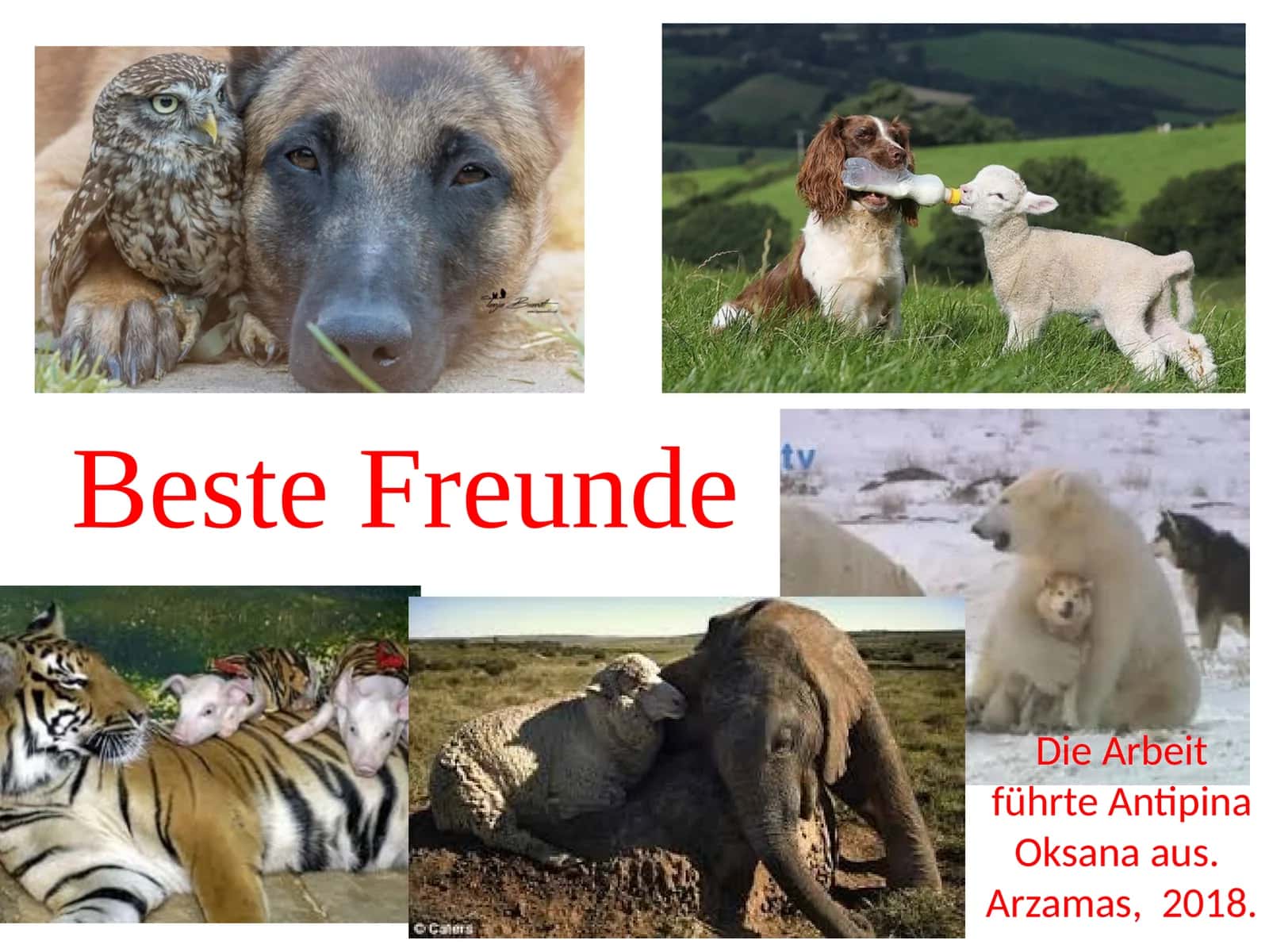 BesteFreunde