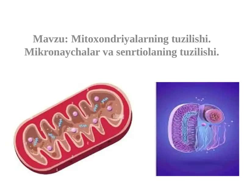 Mitoxondriyalarning tuzilishi