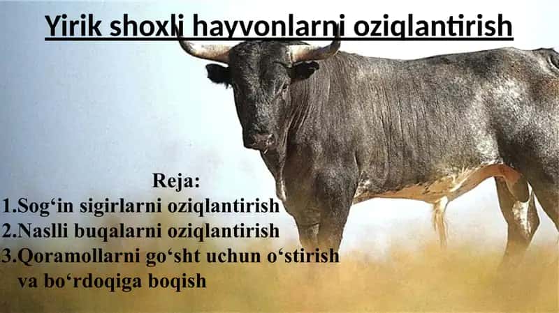 Yirik shoxli hayvonlarni oziqlantirish