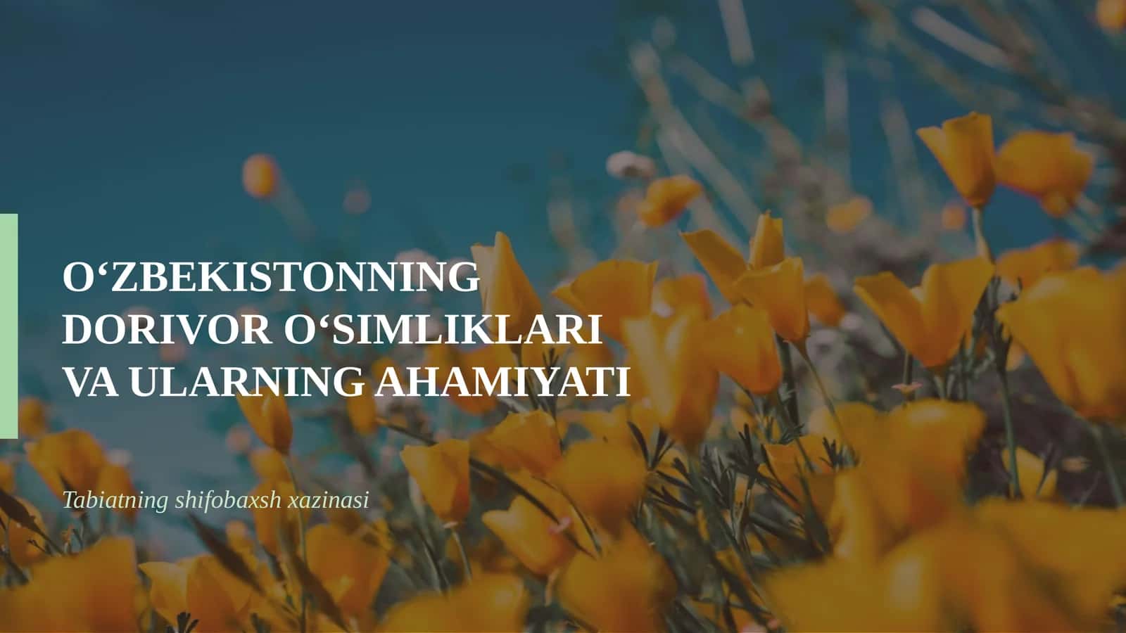 Dorivor o‘simliklar va ularning ahamiyati