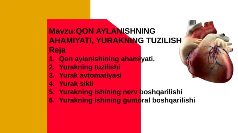 Qon aylanish sistemasi. Yurakning tuzilishi.