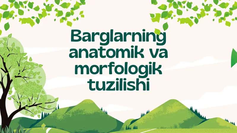 Barglarning anatomik va morfologik tuzilishi.
