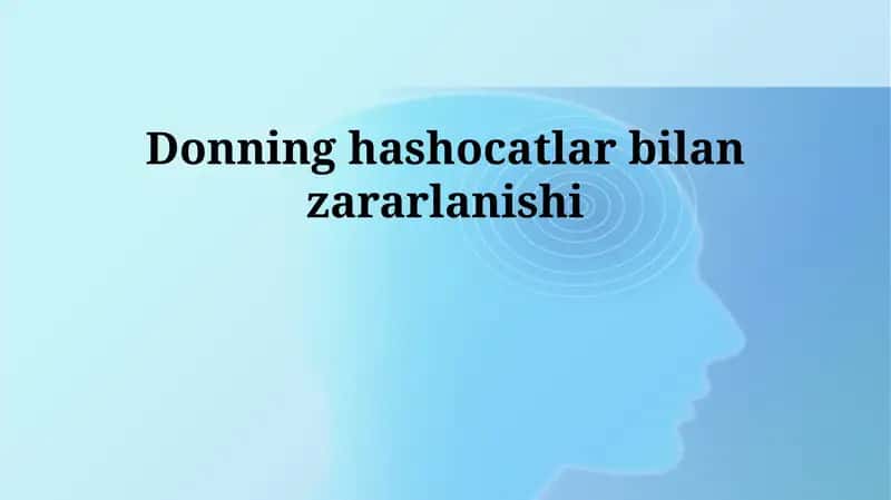 Donning hashocatlar bilan zararlanishi