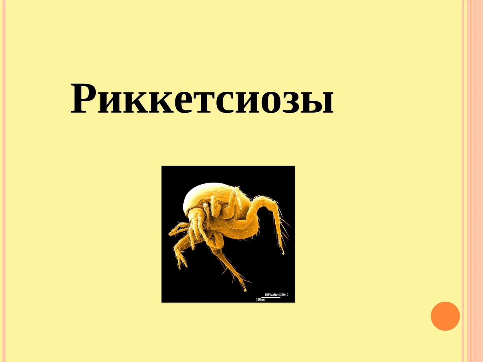 Риккетсиозы