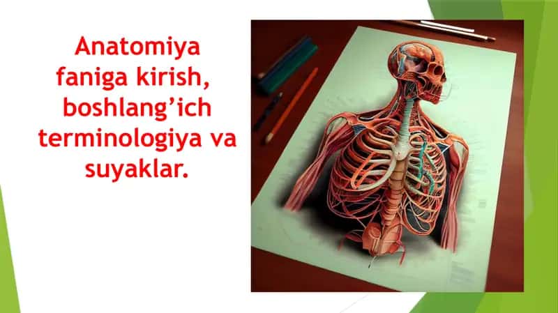 Anatomiya faniga kirish,  boshlang’ich terminologiya va suyaklar. Анатомияга кириш Бошлангич терминология ва суяклар