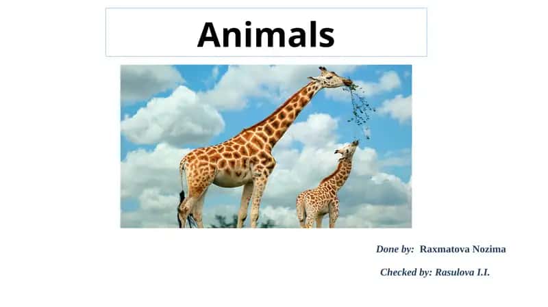 Hayvonlar