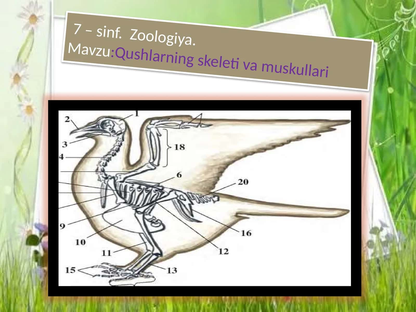 7-sinf Zoologiya. Mavzu: Qushlarning skeleti va muskullari