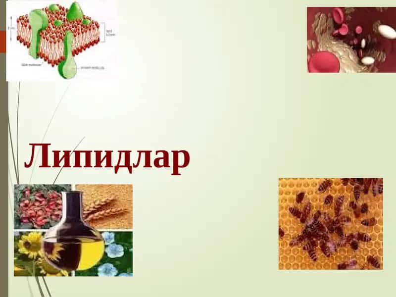 Липидлар