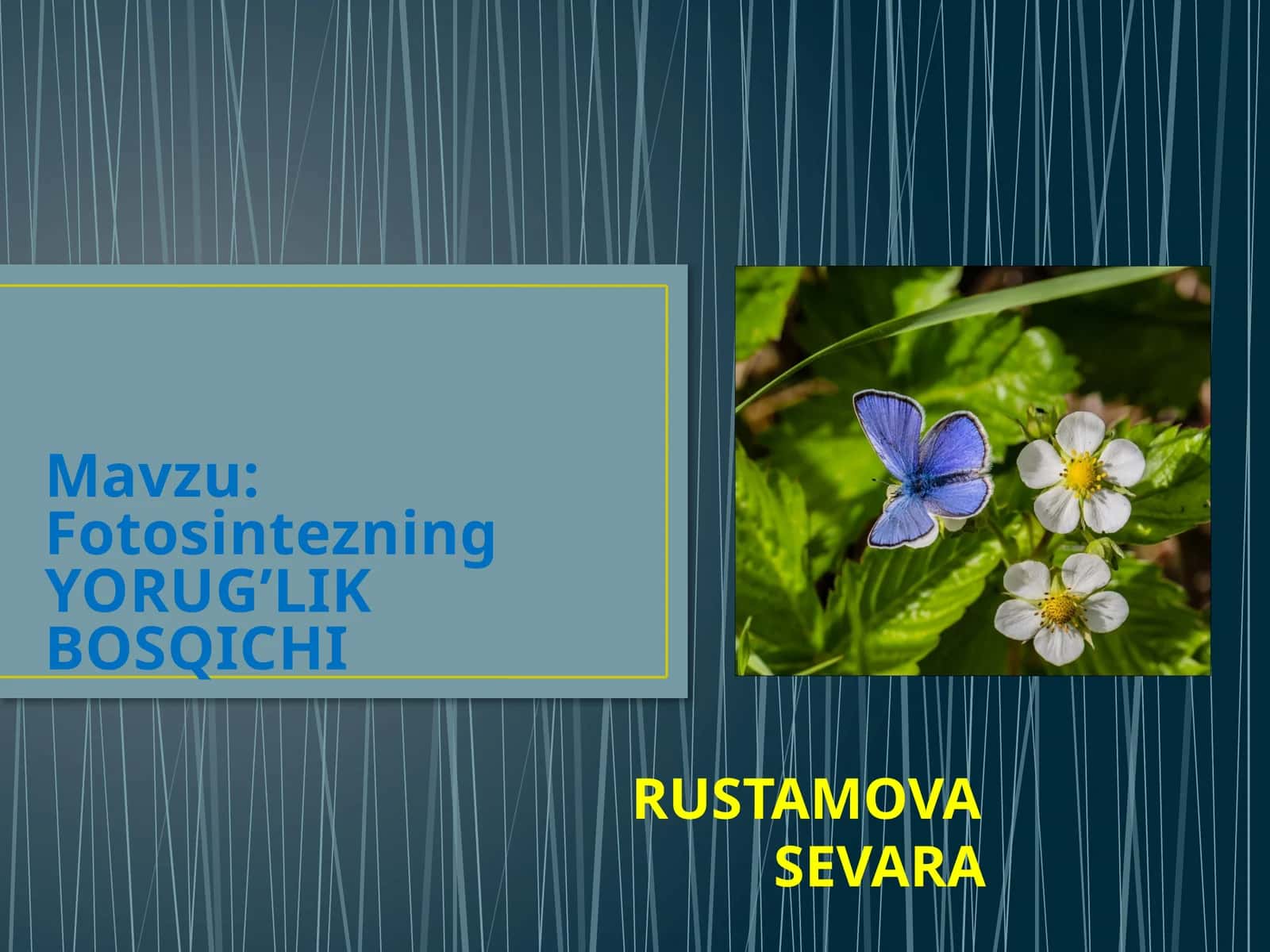 Fotosintezning YORUG’LIK BOSQICHI
