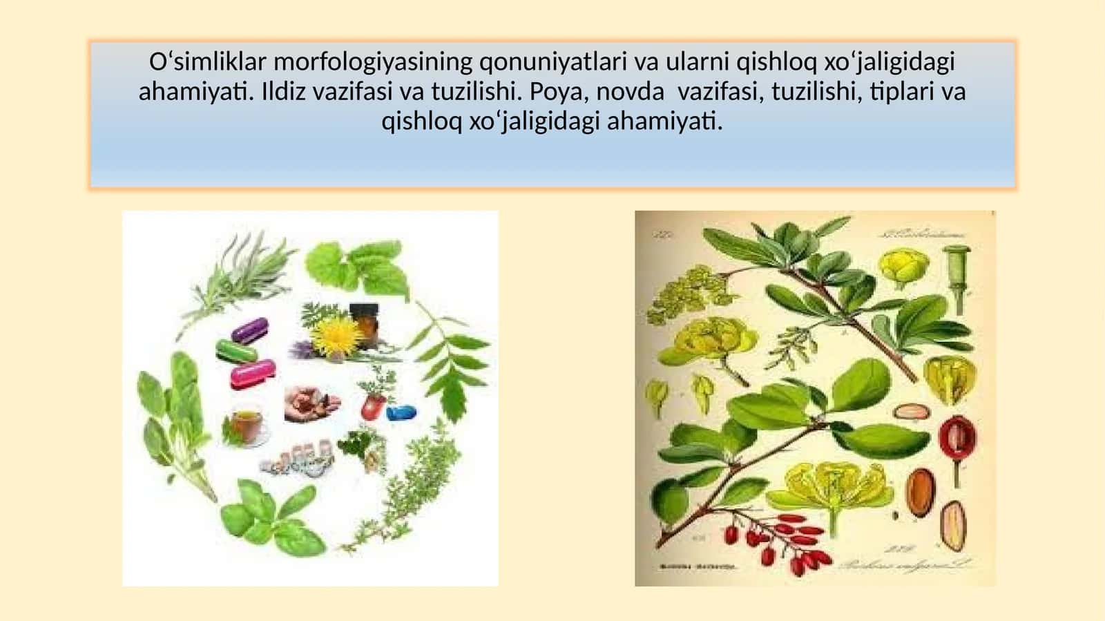 O‘simliklar morfologiyasi