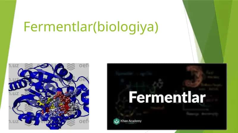 Fermentlar